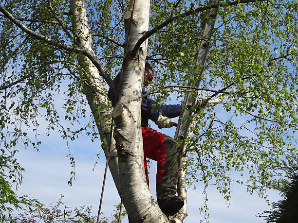 Best Hazardous Tree Removal  in USA